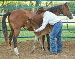 Equisearch Magazines Equisearch Horses Horse Training Ground Work Foals
