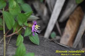 Image result for Heterotis rotundifolia