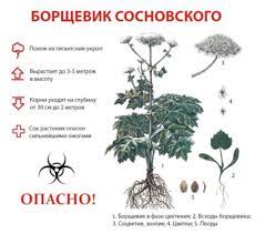 Борщевик легко узнать благодаря характерным крупным соцветиям в виде зонтиков. Vnimanie Borshevik