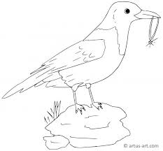Elster Ausmalbild Gratis Ausdrucken Ausmalen Artus Art