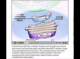 Golgi Bodies Function And Organization Study Materials Organization Structure And Function