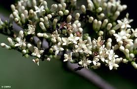 Image result for Psydrax fragrantissima