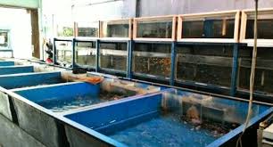 Apa sih beda aquascape dengan aquarium? Alamat Lokasi Pasar Ikan Hias Jakarta Lengkap Hobinatang