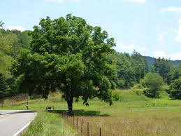 Image result for Juglans