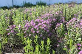 Image result for Ageratinastrum