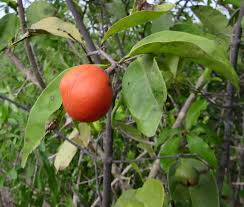 Image result for Salacia orientalis