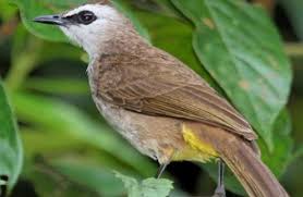 Download kumpulan suara trucukan banyak pilihan burungpedia com. Suara Trucukan Betina Yellow Vented Bulbul Pycnonotus Goiavier Atau Lebih Sering Disebut Burung Merbah Cerucuk Atau Trucukan Burung Gambar Burung Habitat