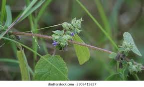 Image result for Waltheria