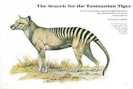 Jeremy Griffiths Remarkable Search For The Tasmanian Tiger