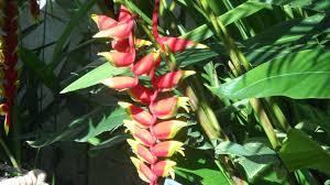 Maybe you would like to learn more about one of these? Lobster Claw San Jose Costa Rica Flowers San Jose Costa Rica Plants