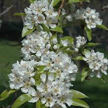 Image result for Pycreus pauper