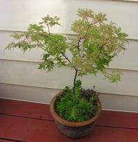 Maybe you would like to learn more about one of these? Japanese Maples For Containers Dave S Garden