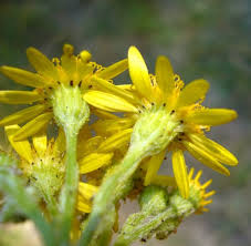 Image result for Senecio mariettae