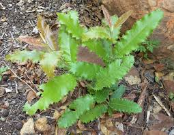 Image result for Pappea capensis