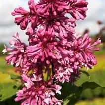 Image result for prunus domestica renkloda althana