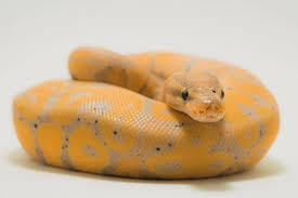 But for a super cinnamon? Ball Python Morphs The Ultimate Guide With Photos
