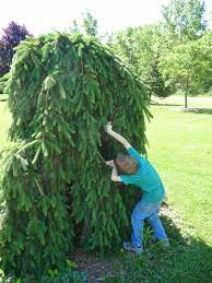 If staked, a mature specimen will measure 6 feet (2 m) tall and 4 feet (1.3 m) wide after 10 years. Pin On Weeping