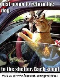 Just Going To Return The Do To The Shelter Back Soon Funny Cat Pictures Funny Cat Memes Cats