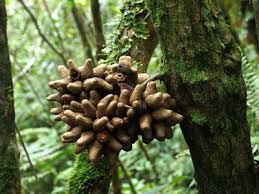 Image result for Xymalos monospora