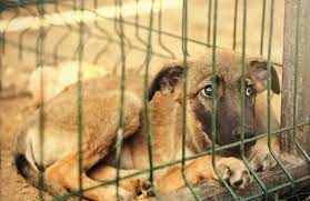 Founded in november 2013, waal works to fulfill our mission of rescuing animals in crisis. 19 Reasons Rescue Dogs Make Better Pets Slideshow The Active Times