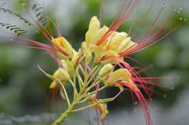pin op my photography nature