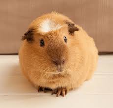 We did not find results for: Pin On Guinea Pigs