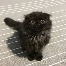 Meet Gimo The Cat With The Biggest Eyes Ever Cute Black Cats Cats Beautiful Cats