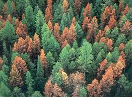 Why Bark Beetles Are Chewing Through U S Forests Bark Beetle Pine Beetle Nature Conservation