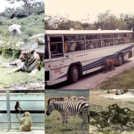 El Safari #Carabobo. . En 1976 el empresario Reinaldo Cervini Viso pone en funcionamiento en un espacio de 150 hectáreas del sector La Yaguara de Tocuyito, en el actual municipio Libertador de #