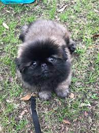 Pin By Misti Magelitz On Fotos De Animais Fofinhos In 2021 Pekingese Puppies Pekingese Cute Dogs