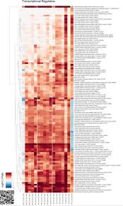 Image result for Xerophyta schlechteri