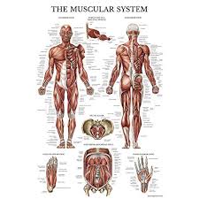 muscular charts for exercise amazon com