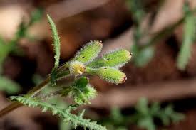 Image result for Senecio consanguineus