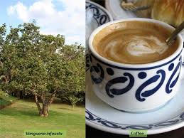 Image result for Vangueria sp.