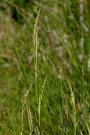 Image result for Hemarthria