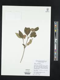 Image result for Lepidagathis eriocephala