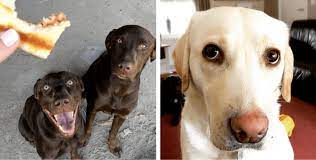 Scientists Have Found Out Why Labradors Really Are So Greedy