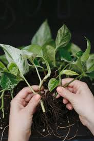 Learn now to propagate your pothos plant here. Pothos A Plant Care And Growing Guide For A Tropical Houseplant