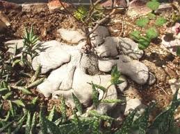 Image result for Dioscorea cotinifolia