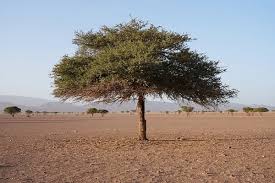Image result for Acacia grandicornuta