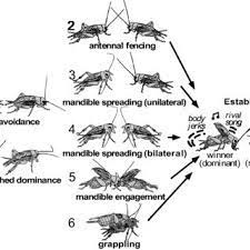 Would you like to see only ebooks? Pdf Controlling The Decision To Fight Or Flee The Roles Of Biogenic Amines And Nitric Oxide In The Cricket