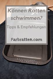 Ratten Konnen Schwimmen Badespass Fur Farbratten Welche Temperatur Ist Die Richtige So Lockst Du Die Ratten Ins Wasse Farbratten Ratten Ratte Spielzeug