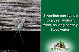 Best pest control company i have worked for. The 10 Best Silverfish Sprays Traps And Repellents Pest Pointers Tips For At Home Pest Control