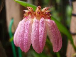 Image result for Bulbophyllum josephi