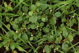 Image result for Trianthema