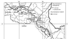 Image result for Haumaniastrum