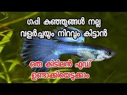 How To Make Guppy Fish Food At Home In Malayalam Youtube