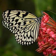 Tropical rainforests are an important ecosystem with distinct characteristics and adaptations. A Walk Through My Rainforest Answer Key Quizizz Preview Answer Key Guidance 2021