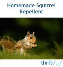 Homemade Squirrel Repellent Squirrel Repellent Homemade