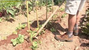 Il trapianto in pieno campo va eseguito quando. Coltivare I Peperoni Video Orto Frutteto Coltivare I Peperoni Video Giardinaggio